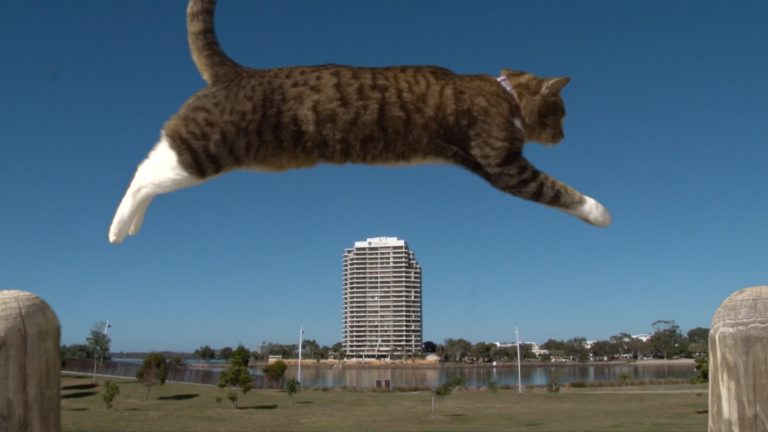 Parkour cat