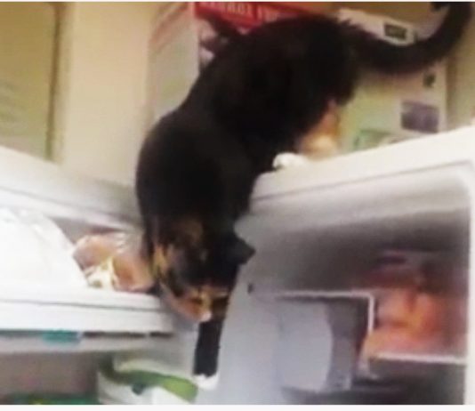 Come rubare il pesce dal congelatore