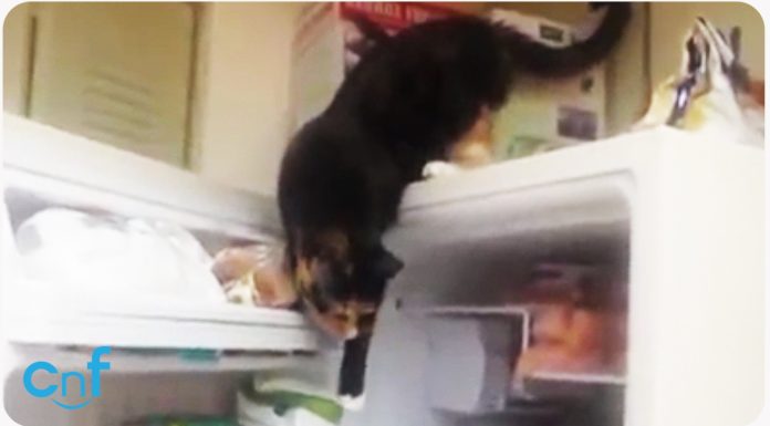 Come rubare il pesce dal congelatore