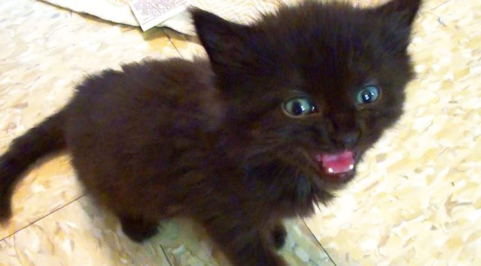 Piccoli gatti, grandi voci