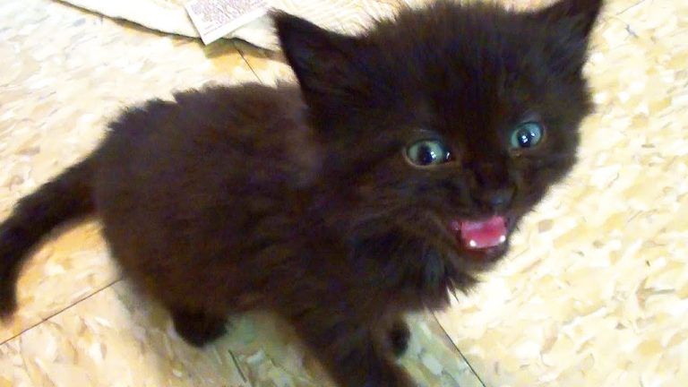 Piccoli gatti, grandi voci