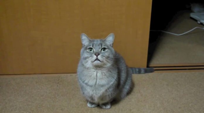 Cosa vorrà questo gatto?