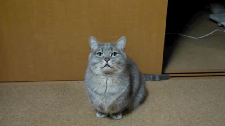 Cosa vorrà questo gatto?
