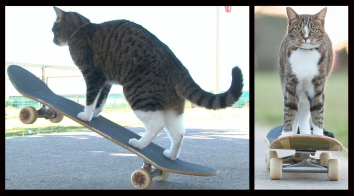 Didga, il gatto che va sullo skateboard