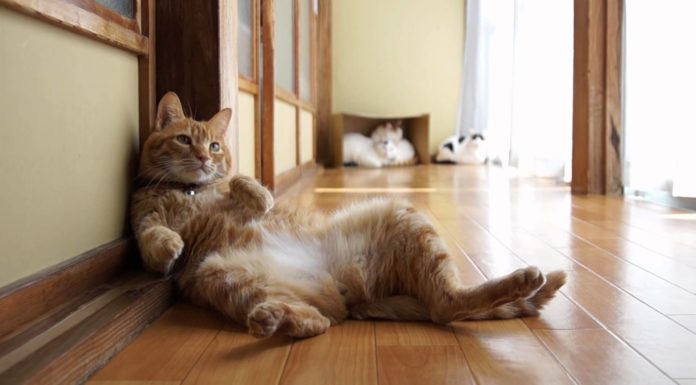 Dormire in modo buffo