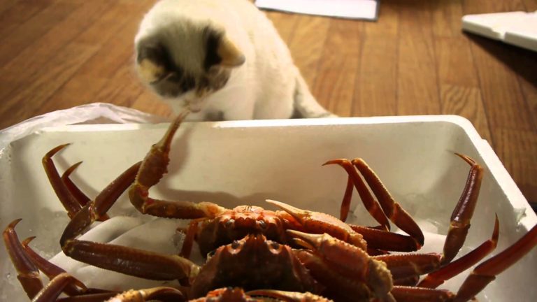 Gatto vs granchio