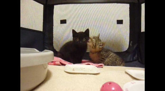 Teneri fratellini Teneri fratellini