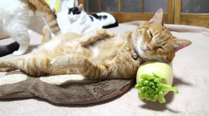 Un ravanello per cuscino