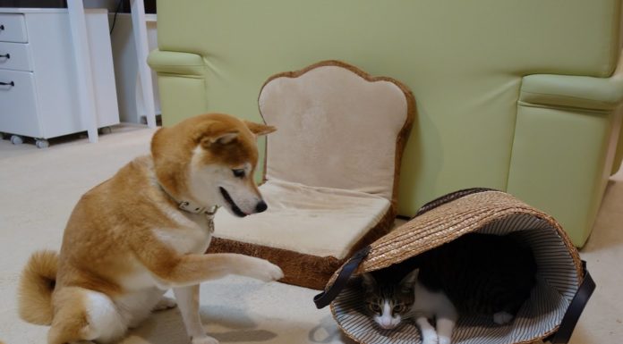 Che bella la borsa della mamma