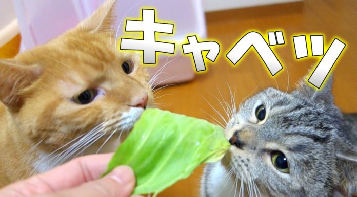 Gatti che mangiano il cavolo