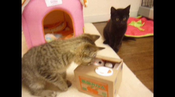 Chi c’è nella scatola?