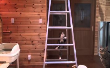 Maru, vero esperto nell’arrampicata