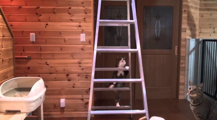 Maru, vero esperto nell’arrampicata