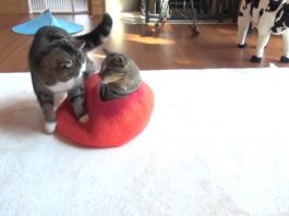 Maru e Hana alle prese con la nuova cuccia