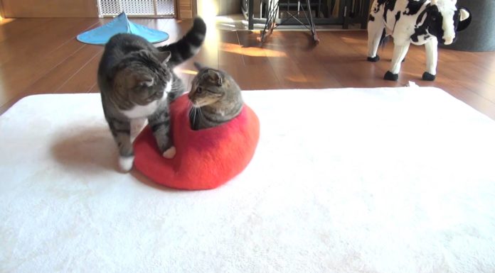 Maru e Hana alle prese con la nuova cuccia