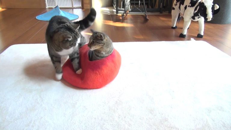 Maru e Hana alle prese con la nuova cuccia