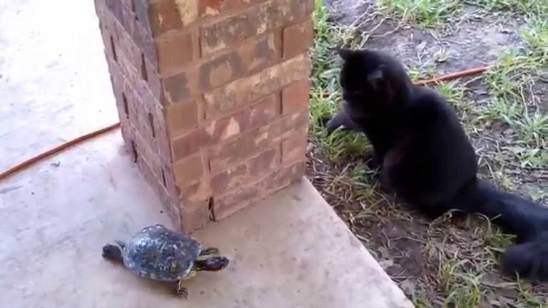 Gatti e tartarughe