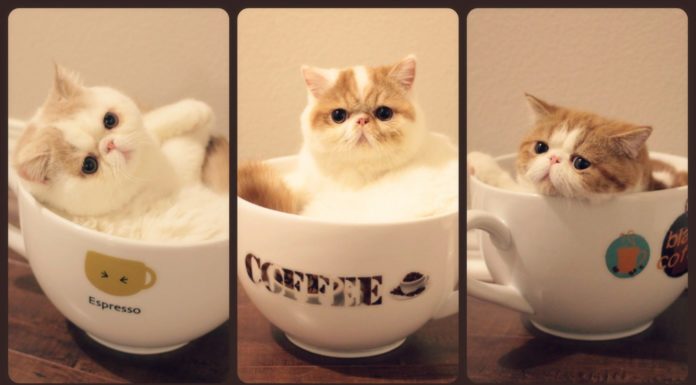 Caffègatto a casa