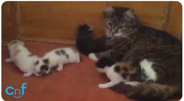 Mamma gatta riporta a casa il suo gattino