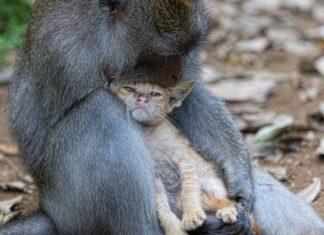 Cat and monkey