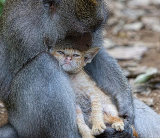 Cat and monkey