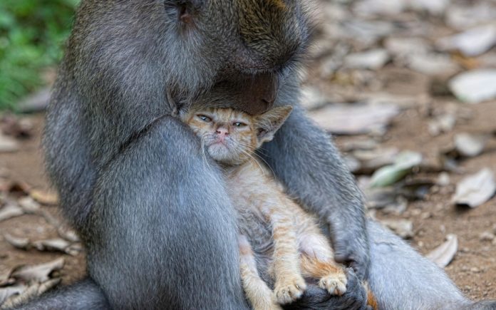 Cat and monkey