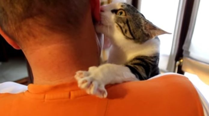 È il gatto il padrone dell’uomo Gatto padrone dell'uomo