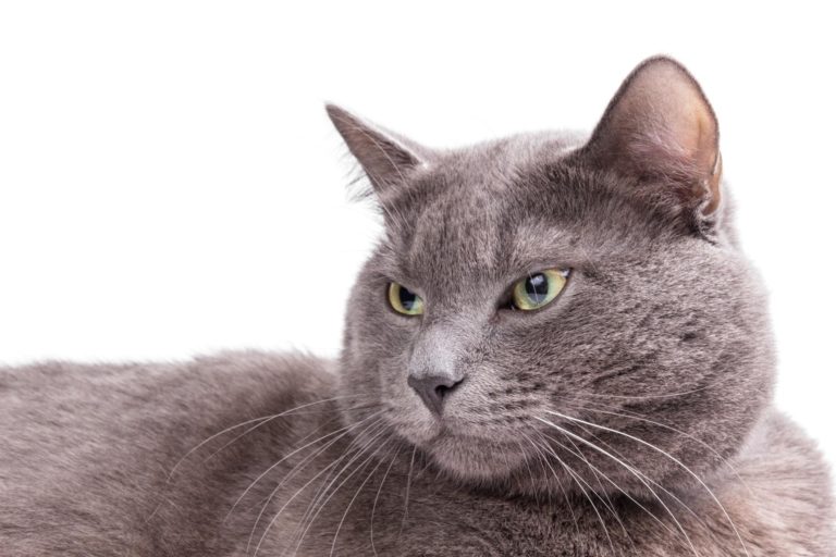 Le orecchie del gatto