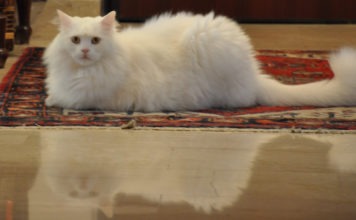 La postura del gatto: i significati