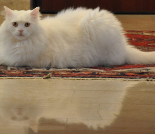 La postura del gatto: i significati