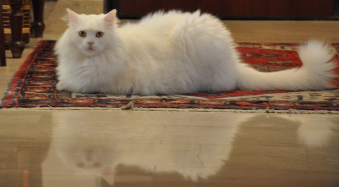 La postura del gatto: i significati