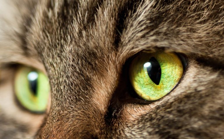 Gli occhi del gatto