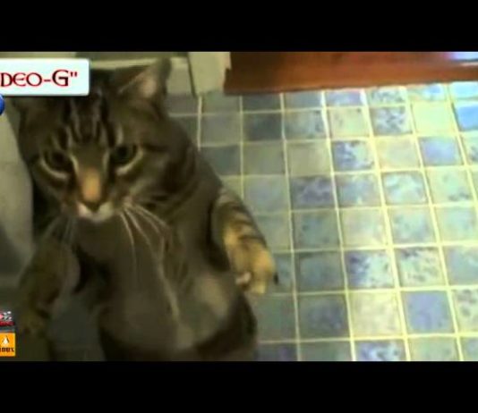 Bob, il gatto più addestrato del mondo