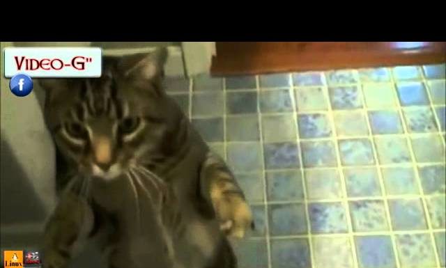 Bob, il gatto più addestrato del mondo