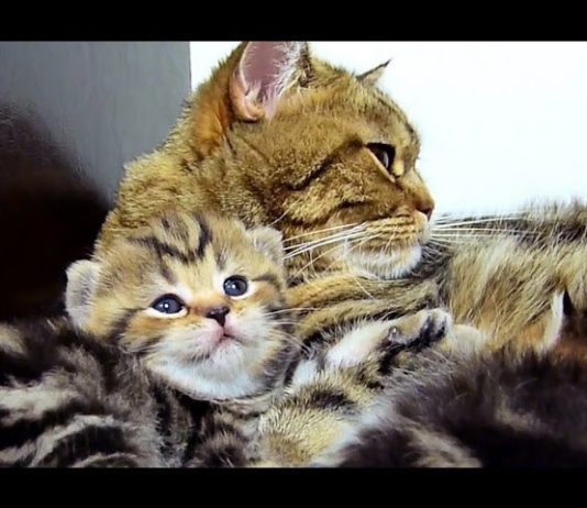 Mamma gatta parla al suo micino