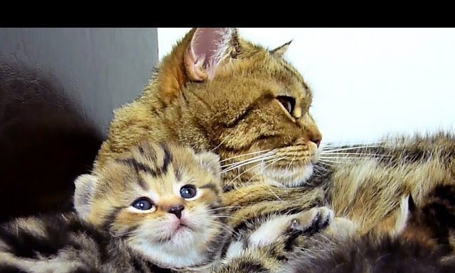 Mamma gatta parla al suo micino