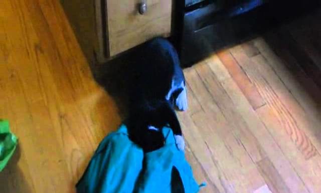 Ozzy gioca con una borsa