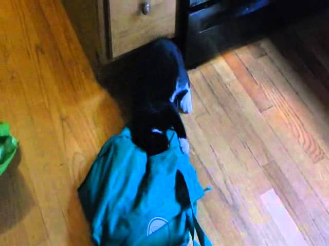 Ozzy gioca con una borsa