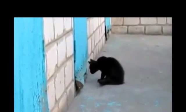 Gatto aiuta un cane bloccato dietro la porta