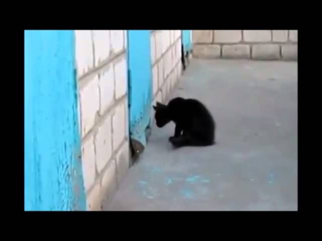 Gatto aiuta un cane bloccato dietro la porta