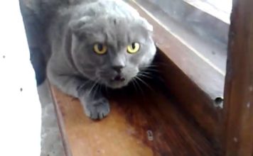 Il gatto più arrabbiato del mondo