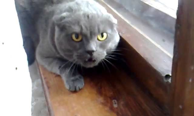 Il gatto più arrabbiato del mondo