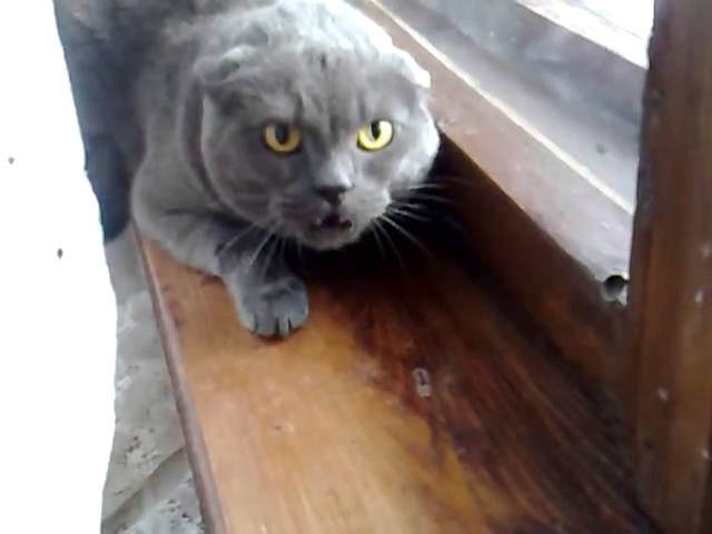 Il gatto più arrabbiato del mondo
