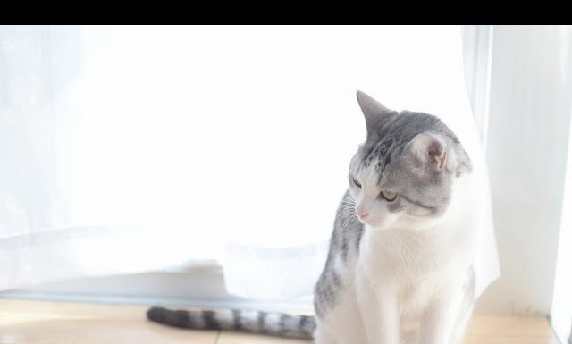 Questo gatto è troppo buono!