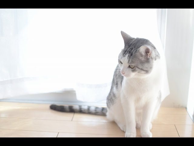 Questo gatto è troppo buono!