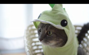 Dove mi hai messo la cuccia?