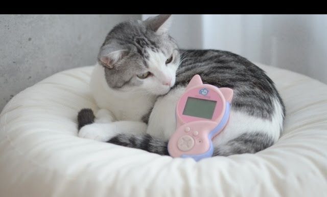 Comunicare con il proprio gatto