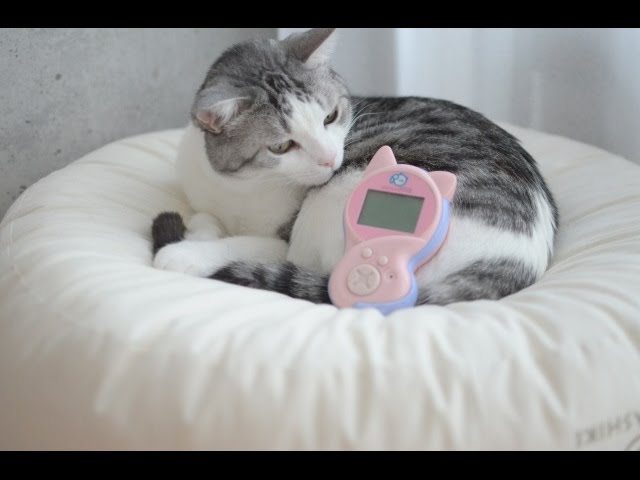 Comunicare con il proprio gatto