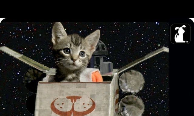 Star Wars: la parodia gattosa