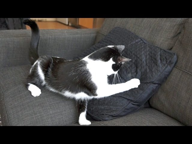 Lavorare da casa… con un gatto